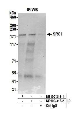 Immunoprecipitation: SRC1 Antibody [NB100-313]