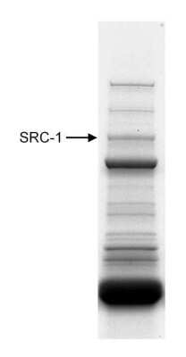 Western Blot: SRC1 Antibody [NB100-312]