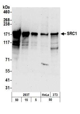 Western Blot: SRC1 Antibody [NB100-312]