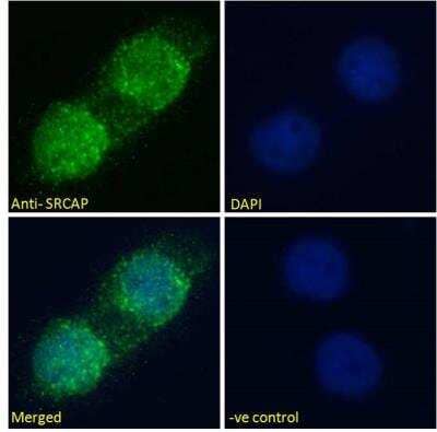 Immunofluorescence: SRCAP Antibody [NBP2-76468]