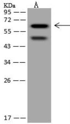 Western Blot: SRCRB4D Antibody [NBP3-12628]