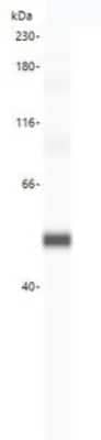 Simple Western: SRD5A1 Antibody [NBP3-14482]