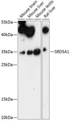 Western Blot: SRD5A1 AntibodyAzide and BSA Free [NBP2-93860]