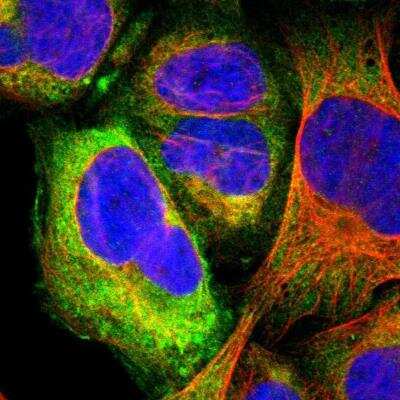 Immunocytochemistry/ Immunofluorescence: SREB3 Antibody [NBP1-87002]