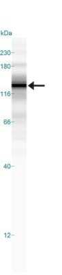 Simple Western: SREBP1 Antibody (2A4)Azide and BSA Free [NBP2-80959]