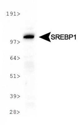 Western Blot: SREBP1 Antibody (2A4)Azide and BSA Free [NBP2-80959]