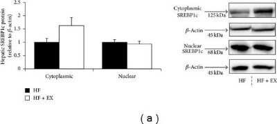 Western Blot: SREBP1 Antibody (2A4)Azide and BSA Free [NBP2-80959]