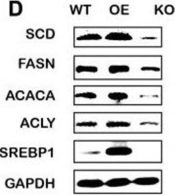 Knockout Validated: SREBP1 Antibody (2A4) - BSA Free [NB600-582]