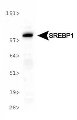 Western Blot: SREBP1 Antibody (2A4)BSA Free [NB600-582]