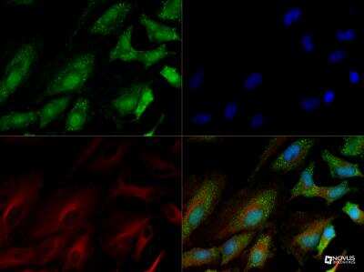 Immunocytochemistry/ Immunofluorescence: SREBP1 Antibody - BSA Free [NB100-2215]