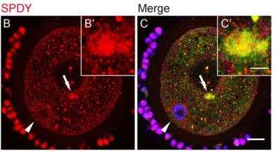 Immunocytochemistry/ Immunofluorescence: SREBP1 Antibody - BSA Free [NB100-2215]