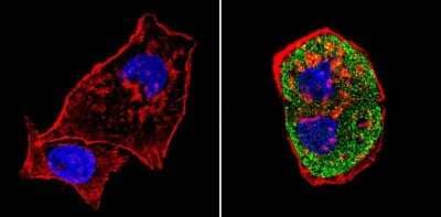 Immunocytochemistry/ Immunofluorescence: SREBP1 Antibody [NB100-74542]