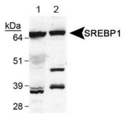 Western Blot: SREBP1 AntibodyBSA Free [NB100-2215]