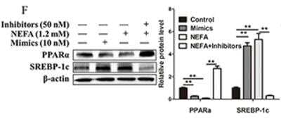 Western Blot: SREBP1 AntibodyBSA Free [NB100-2215]