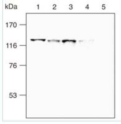 Western Blot: SREBP2 Antibody (1D2)Azide and BSA Free [NBP2-80960]