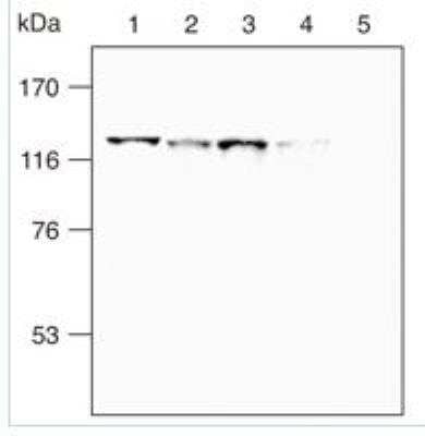 Western Blot: SREBP2 Antibody (1D2)BSA Free [NBP1-54446]