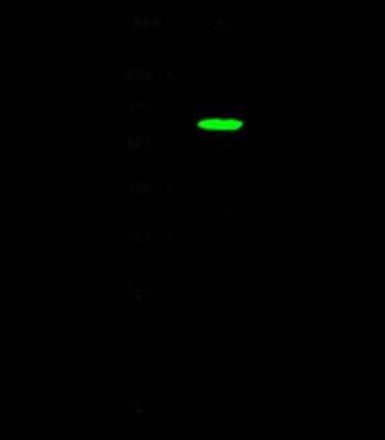 Western Blot: SRFBP1 Antibody [NBP3-00297]