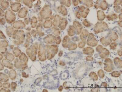 Immunohistochemistry-Paraffin: SRGAP1 Antibody (5D2) [H00057522-M03]