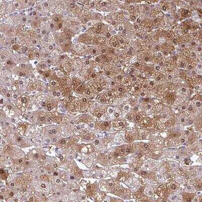 Immunohistochemistry-Paraffin: SRGAP1 Antibody [NBP2-13377]