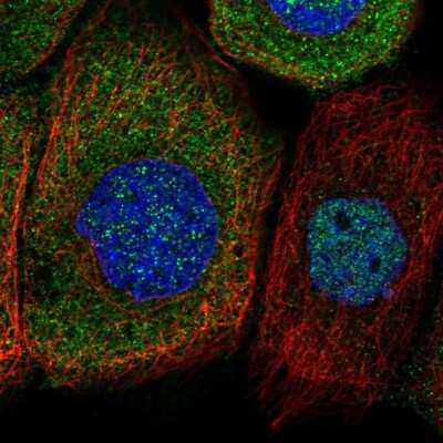 Immunocytochemistry/ Immunofluorescence: SRGAP2 Antibody [NBP1-89013]