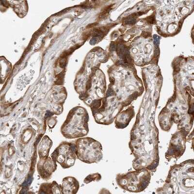 Immunohistochemistry-Paraffin: SRGAP2 Antibody [NBP1-88830]