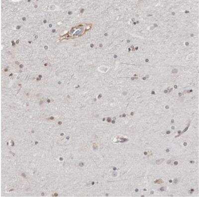 Immunohistochemistry-Paraffin: SRGAP2 Antibody [NBP1-89013]