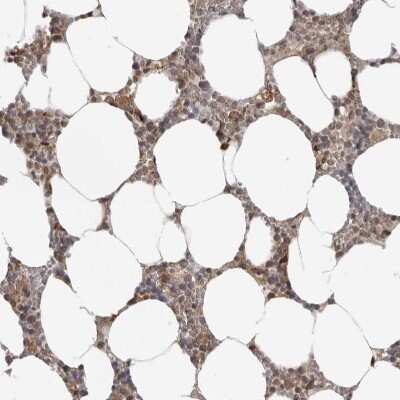 Immunohistochemistry-Paraffin: SRGAP2 Antibody [NBP1-89013]