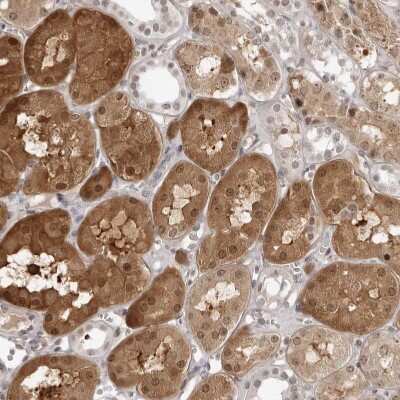 Immunohistochemistry-Paraffin: SRGAP2 Antibody [NBP1-89013]