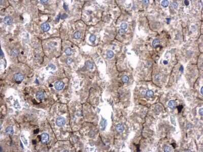 Immunohistochemistry-Paraffin: SRGAP2 Antibody [NBP3-12953]
