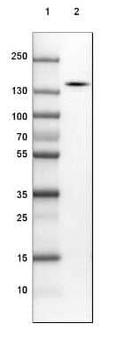 Western Blot: SRGAP2 Antibody [NBP1-88830]