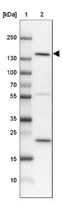 Western Blot: SRGAP3 Antibody [NBP1-88831]