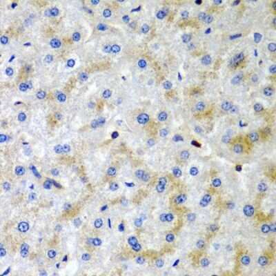 Immunohistochemistry-Paraffin: SRGN Antibody - BSA Free [NBP2-95229]