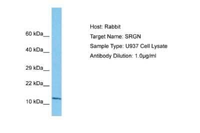 Western Blot: SRGN Antibody [NBP1-80447]