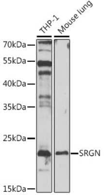 Western Blot: SRGN AntibodyBSA Free [NBP2-93996]