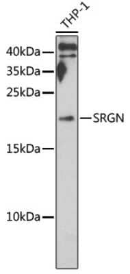 Western Blot: SRGN AntibodyBSA Free [NBP2-95229]