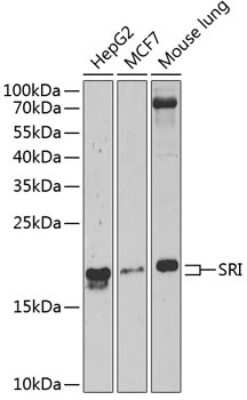 Western Blot: SRI AntibodyBSA Free [NBP2-94910]