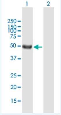 Western Blot: SRMS Antibody [H00006725-B01P-50ug]