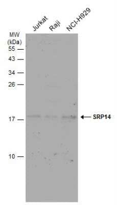 Western Blot: SRP14 Antibody [NBP1-32034]