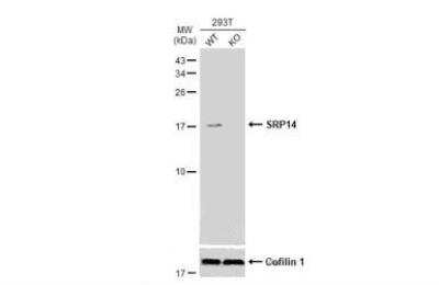 Western Blot: SRP14 Antibody [NBP1-32034]