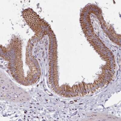 Immunohistochemistry-Paraffin: SRP54 Antibody [NBP2-13380]