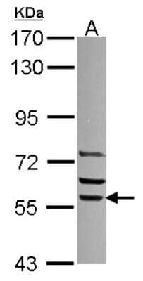 Western Blot: SRP54 Antibody [NBP2-20483]