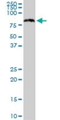 Western Blot: SRP68 Antibody (3A3) [H00006730-M03]