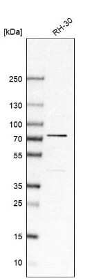 Western Blot: SRP68 Antibody [NBP1-89532]