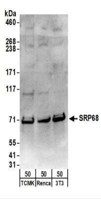 Western Blot: SRP68 Antibody [NBP2-22307]