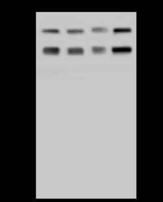 Western Blot: SRP72 Antibody [NBP2-97754]