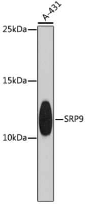 Western Blot: SRP9 AntibodyBSA Free [NBP2-93528]