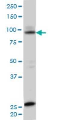 Western Blot: SRPK1 Antibody (2E8) [H00006732-M02]