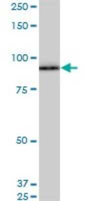 Western Blot: SRPK1 Antibody (6G9) [H00006732-M03]