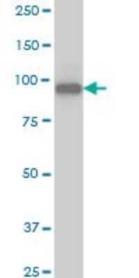 Western Blot: SRPK1 Antibody (6G9) [H00006732-M03]