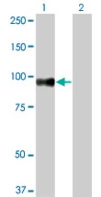 Western Blot: SRPK1 Antibody (6G9) [H00006732-M03]